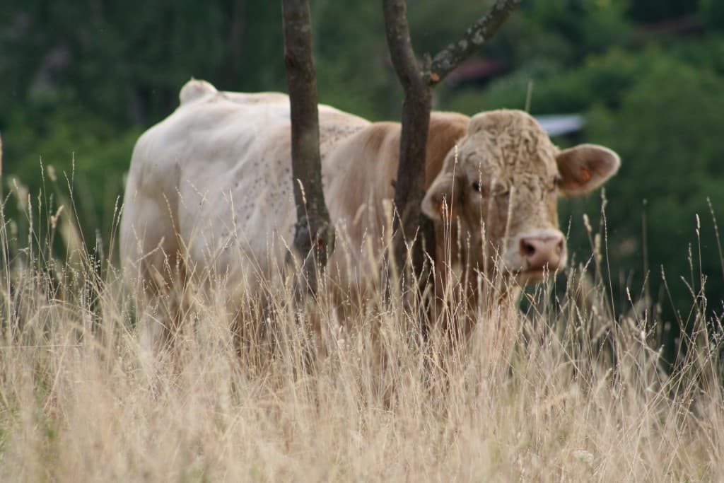 la vache qu'il a fait chaud!!!!  (N.M)
