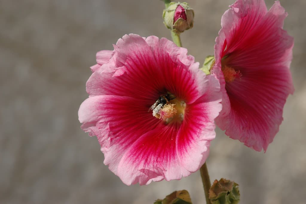 Le bourdon et la fleur -EL-