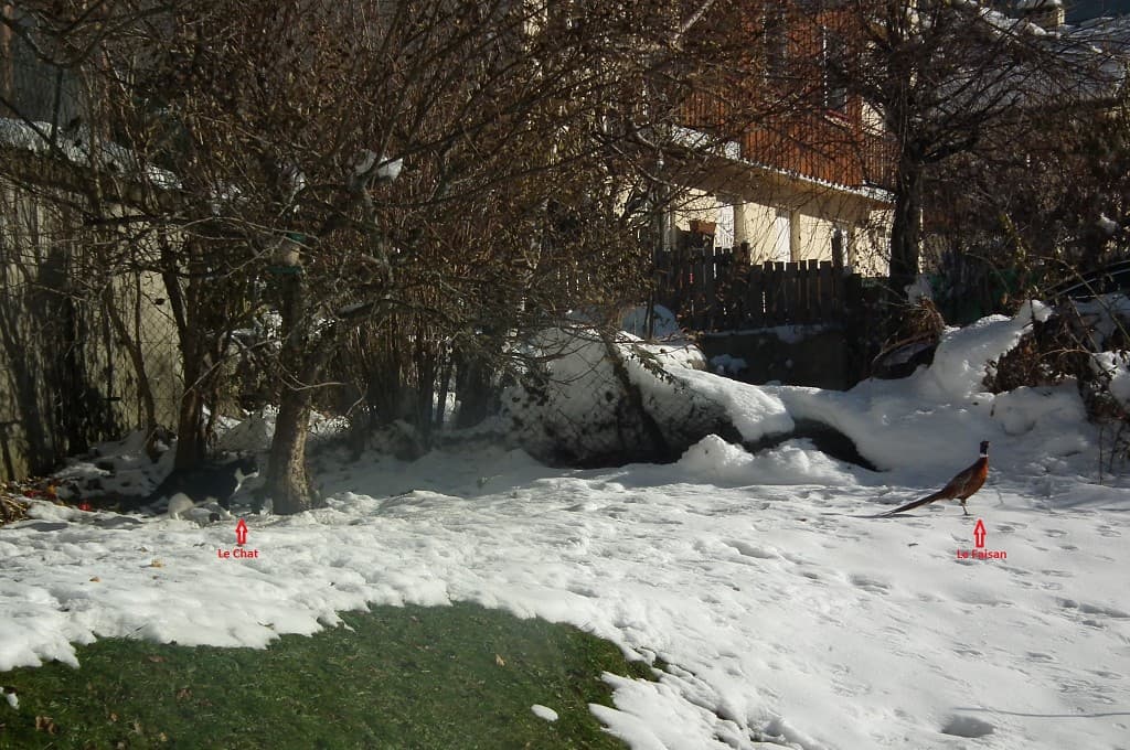 Le chat et le faisan