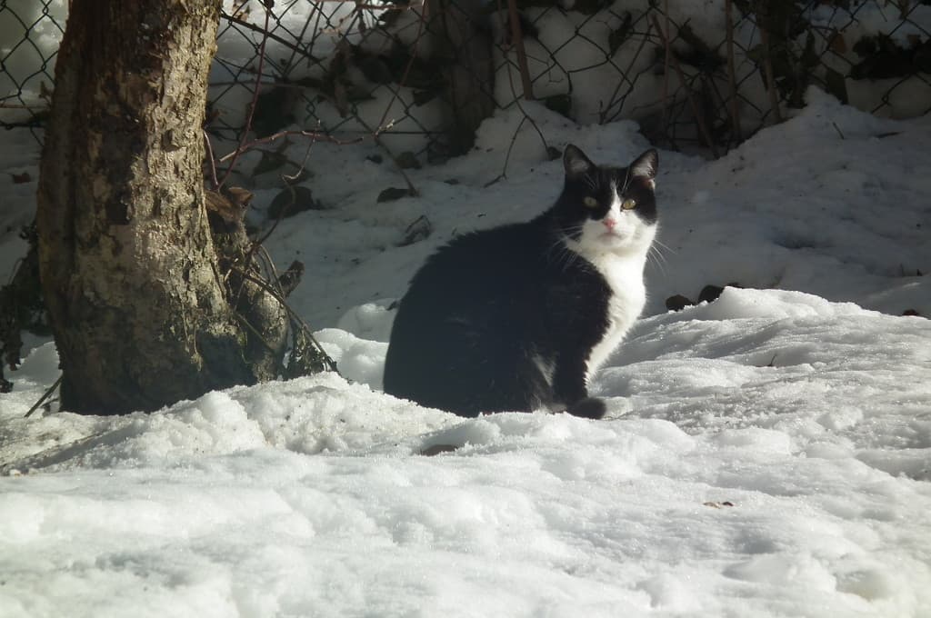 Le chat...