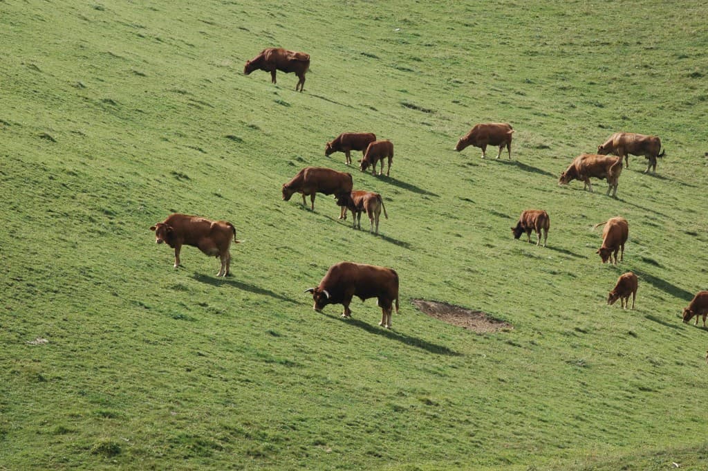 Les vaches de Chalais