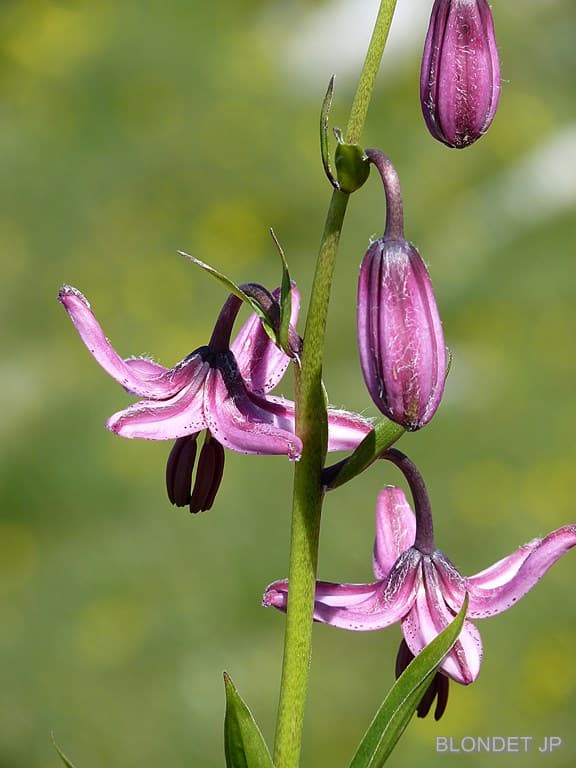 Lys Martagon
