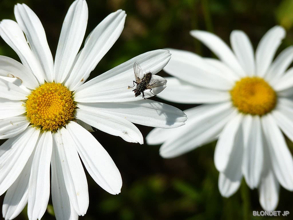 Marguerite des Clos