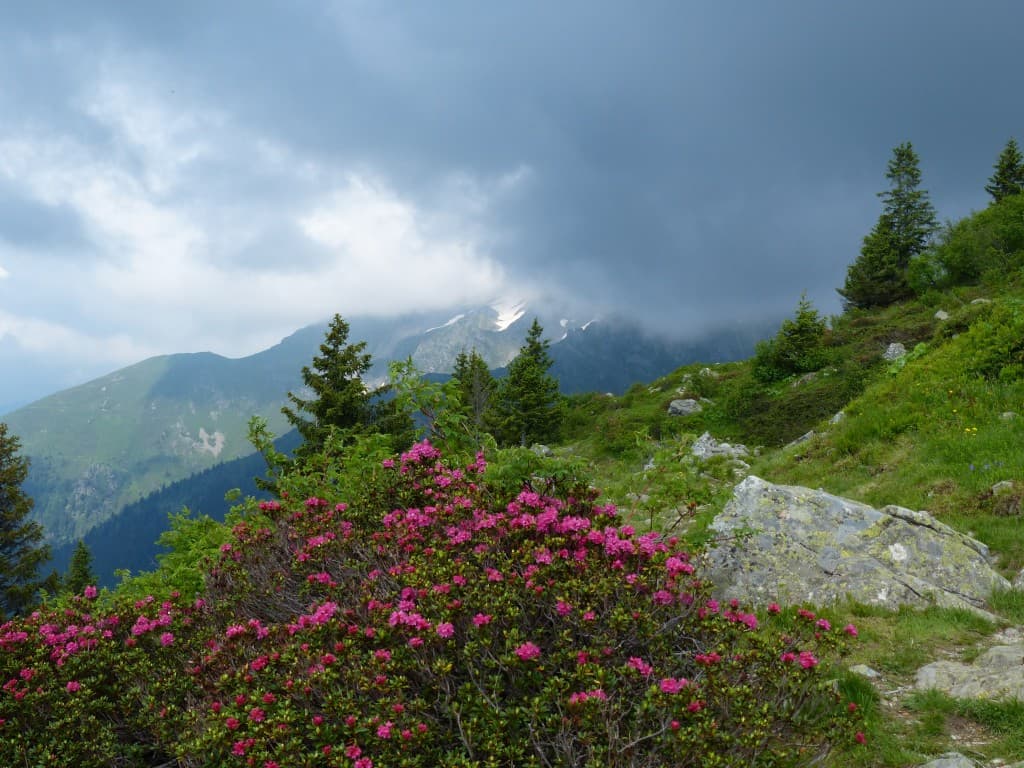 massif.. de rhododendrons