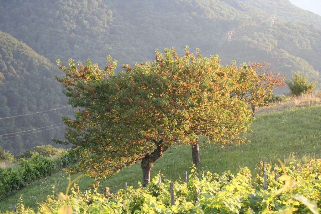 Matin fraicheur, soleil douceur A LINE