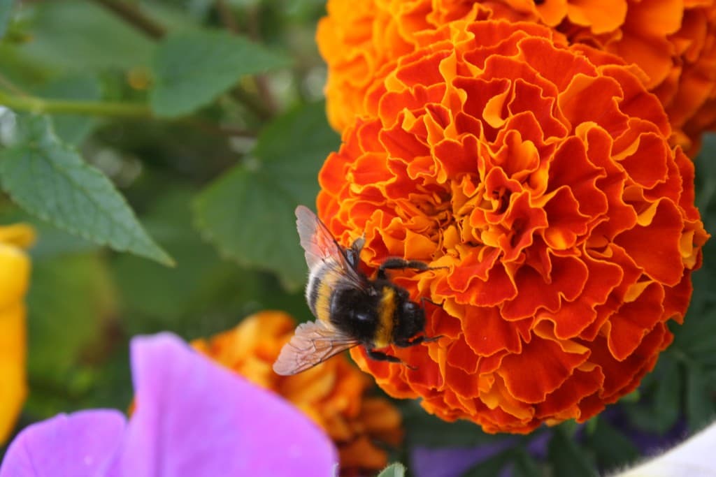 Maya l'abeille (N.M)