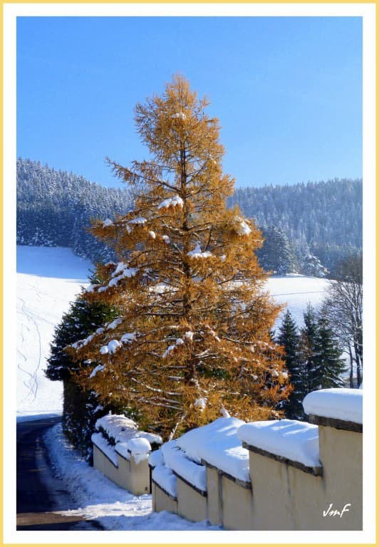 mélèze encore en habit d'automne