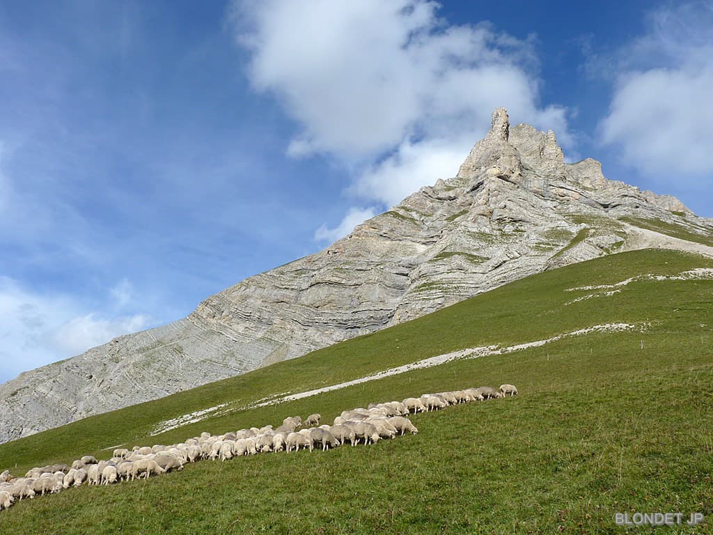 Moutons au Col des Aurias