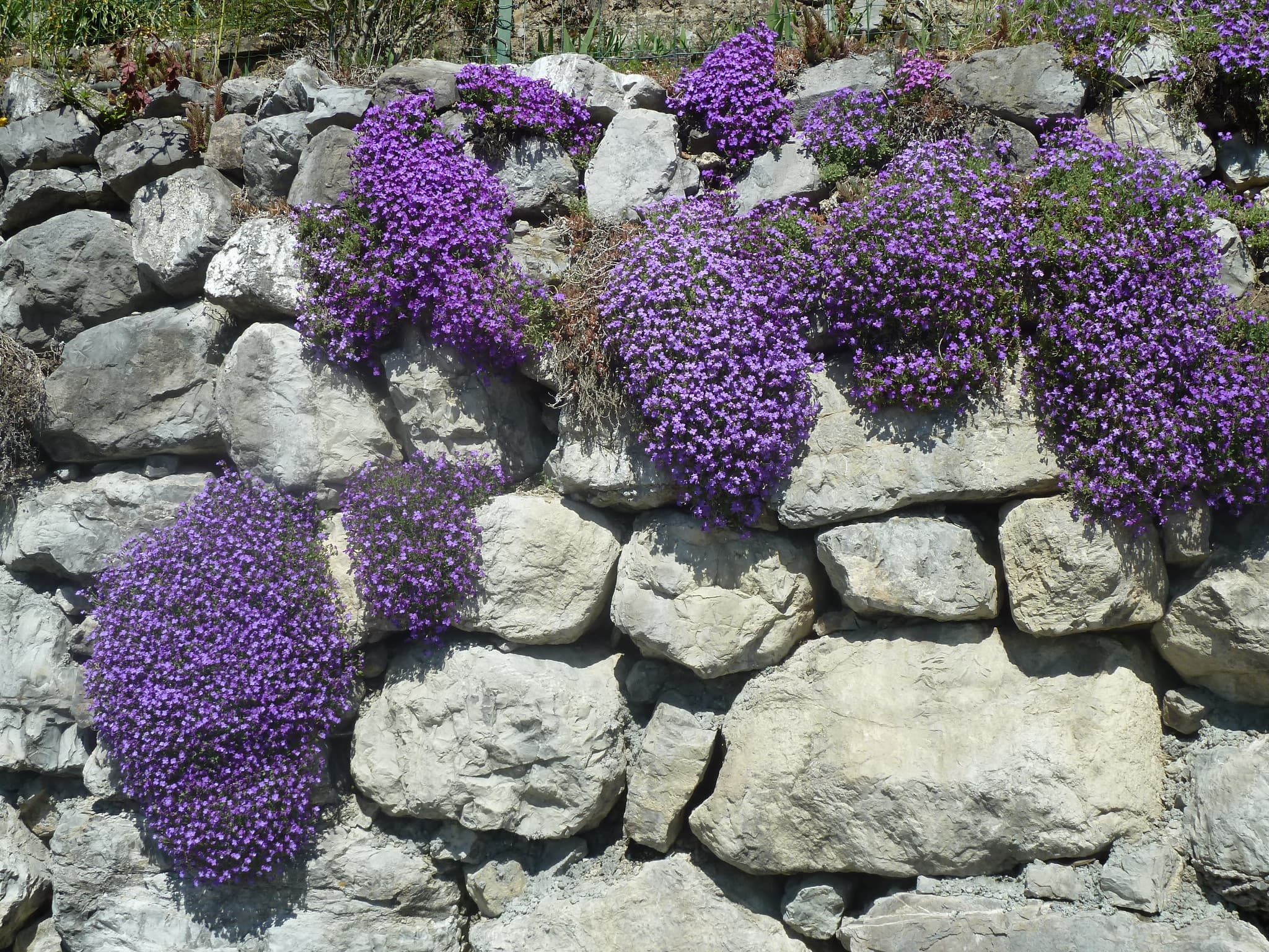 "murs-mures" printaniers (M. Alter)