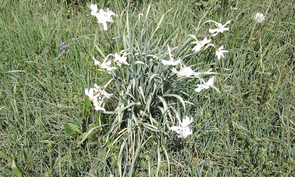 NARCISSES devant l'OBIOU