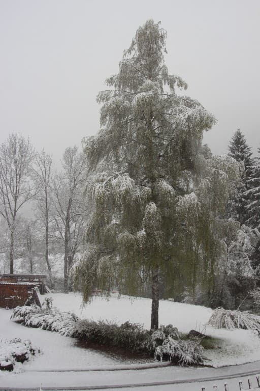 neige à saint pierre de chartreuse_bis