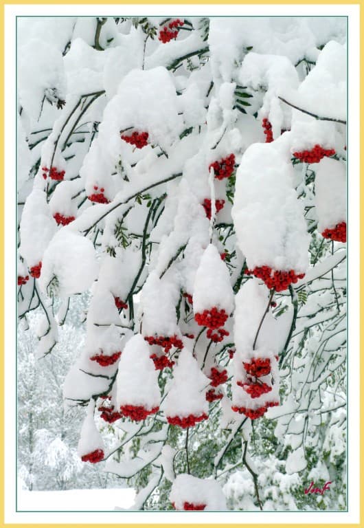 neige sur l'arbre aux oiseaux