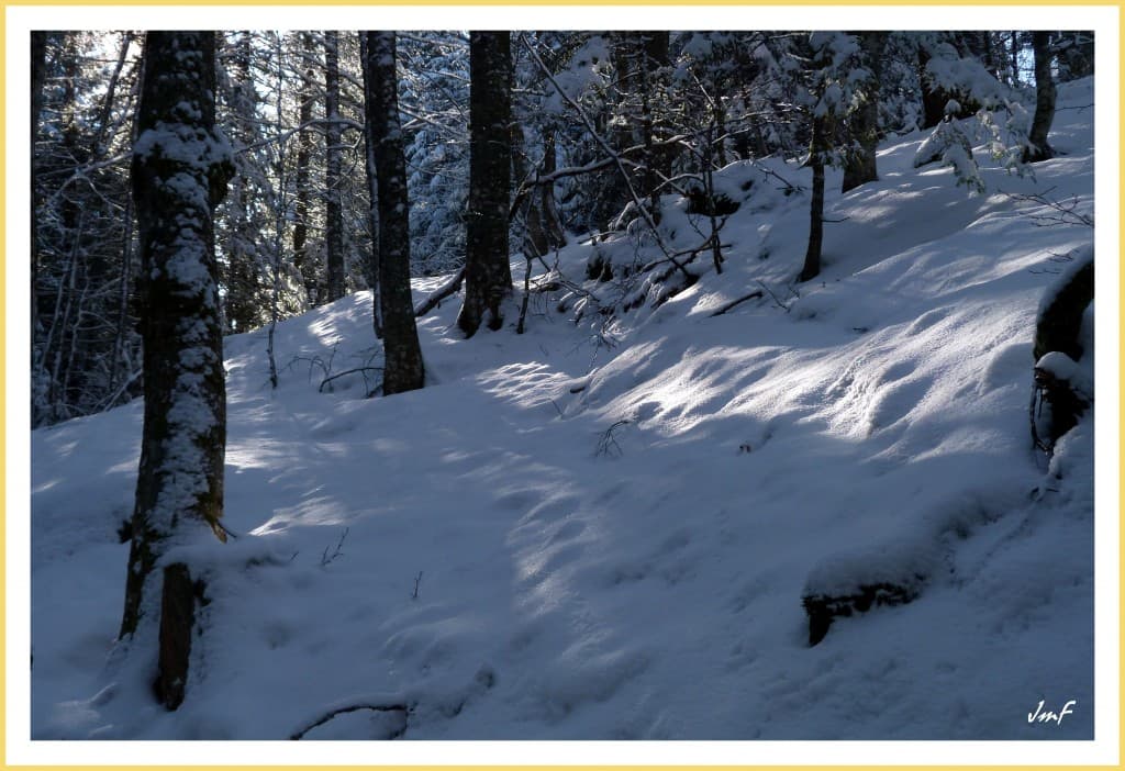 ombre et lumière en sous bois