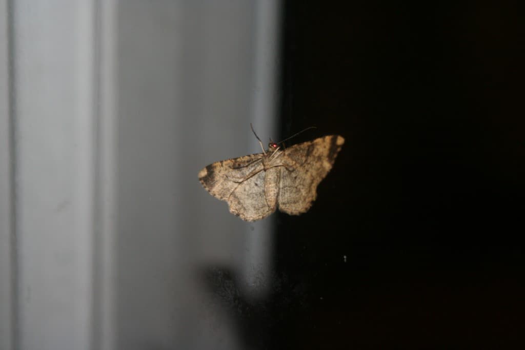  Papillon est de sortie!!(N.M)