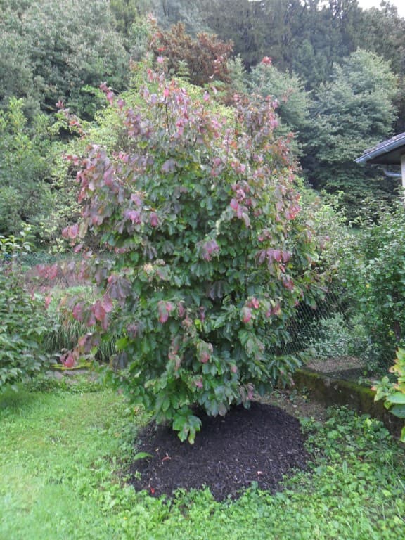 Parrotia persica 