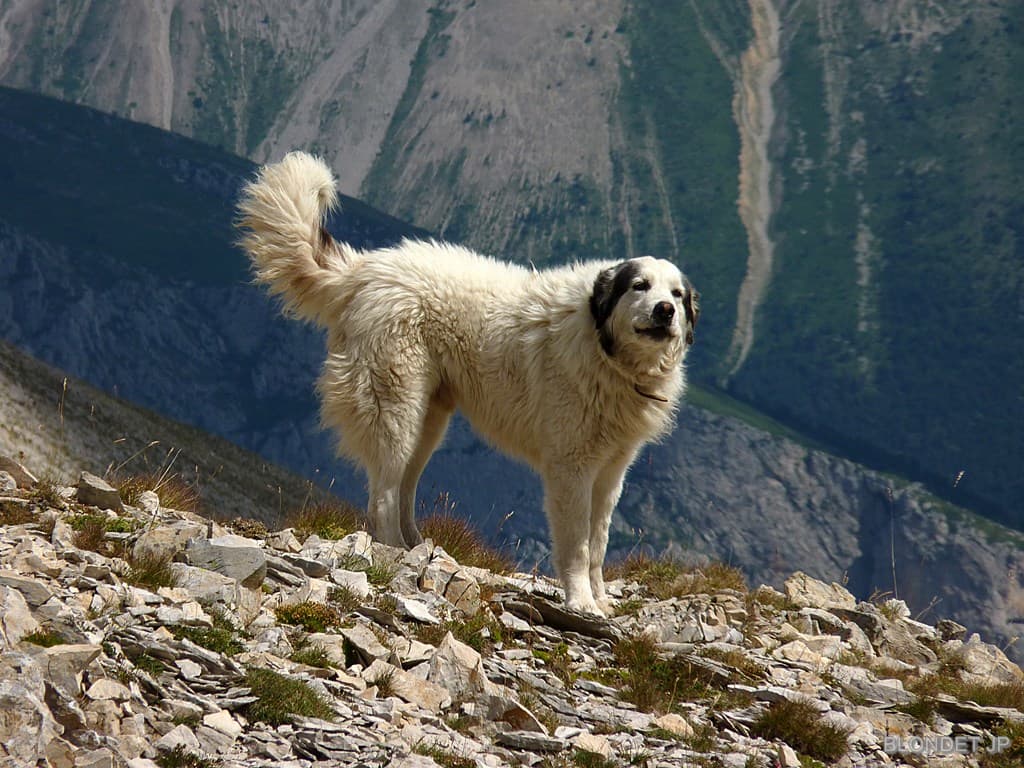 Patou du Dévoluy