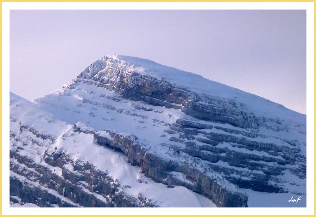 petite Moucherolle au petit matin