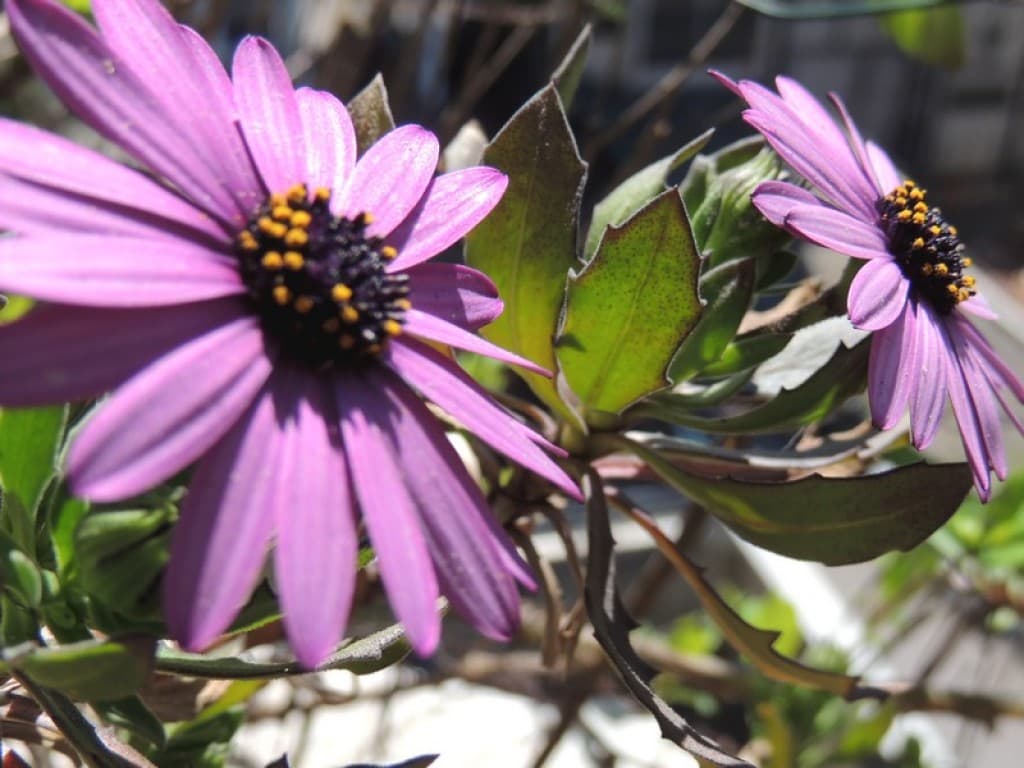 Printemps, quand tu nous tiens