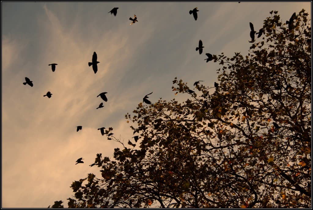 Quand les corneilles s'envolent (EL)