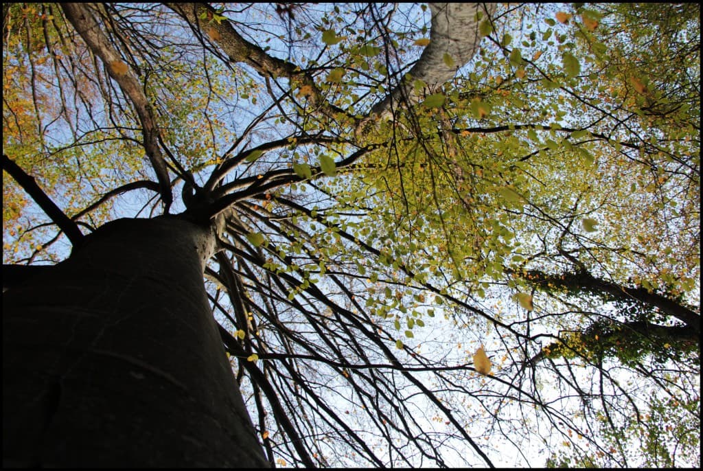 Regarder les feuilles tomber (EL)