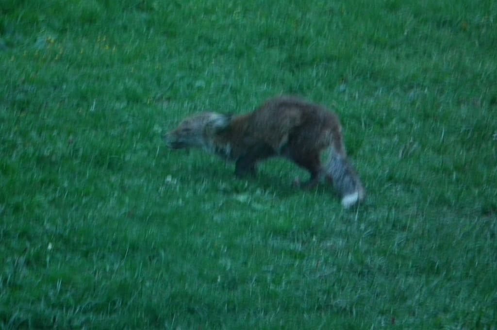 Renard dans le jardin-19h30