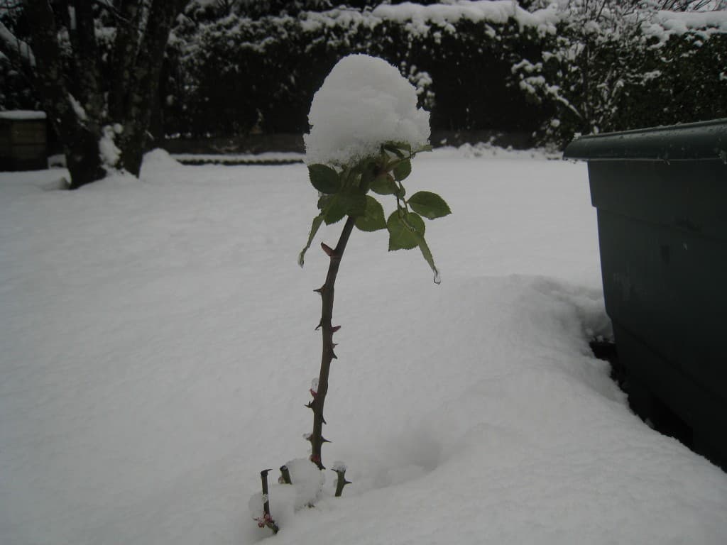 Rose .....de Noël 