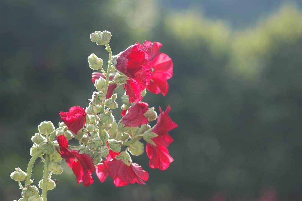 Rose trémière (EL)