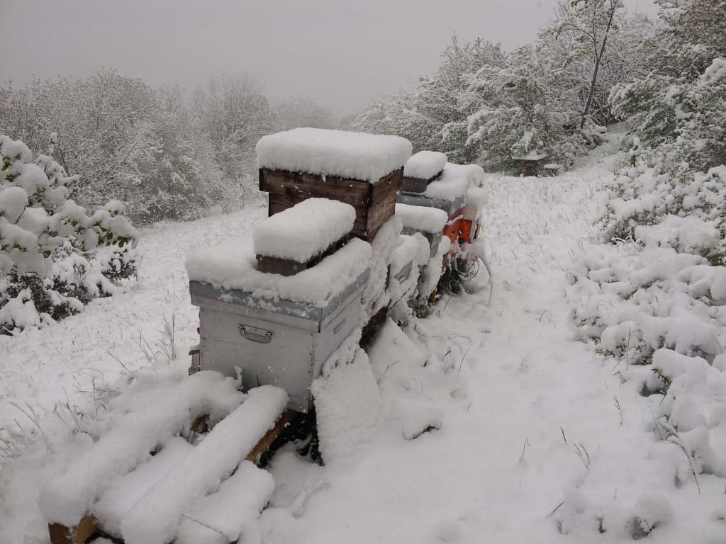rucher sous la neige
