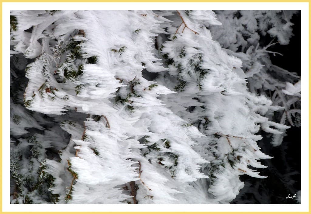 sapin givré comme en janvier