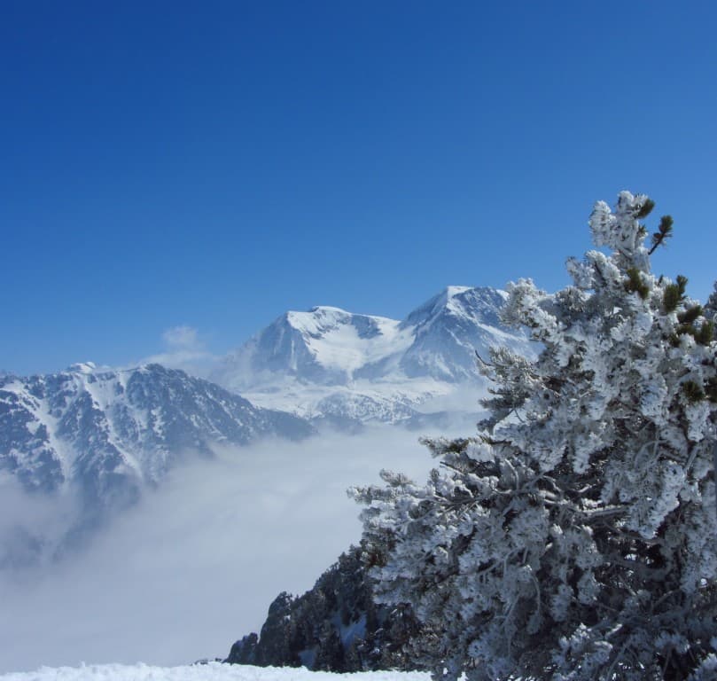 Sapins givrés