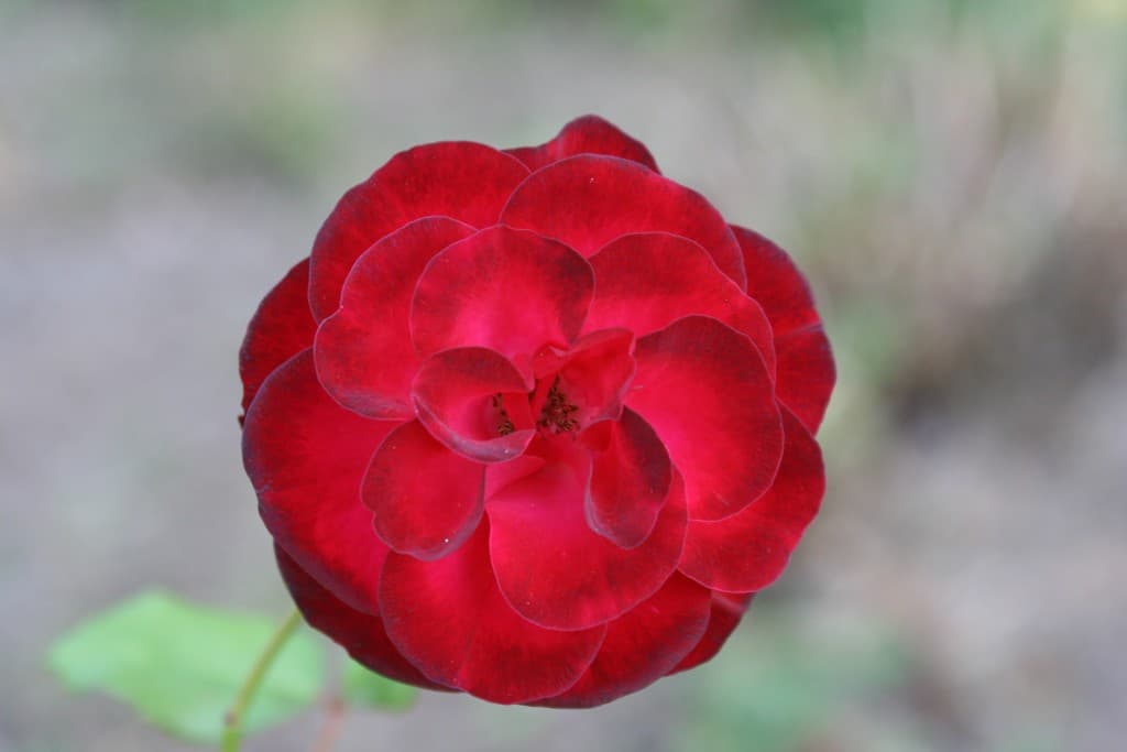 simplement sublime!!! (N.M)