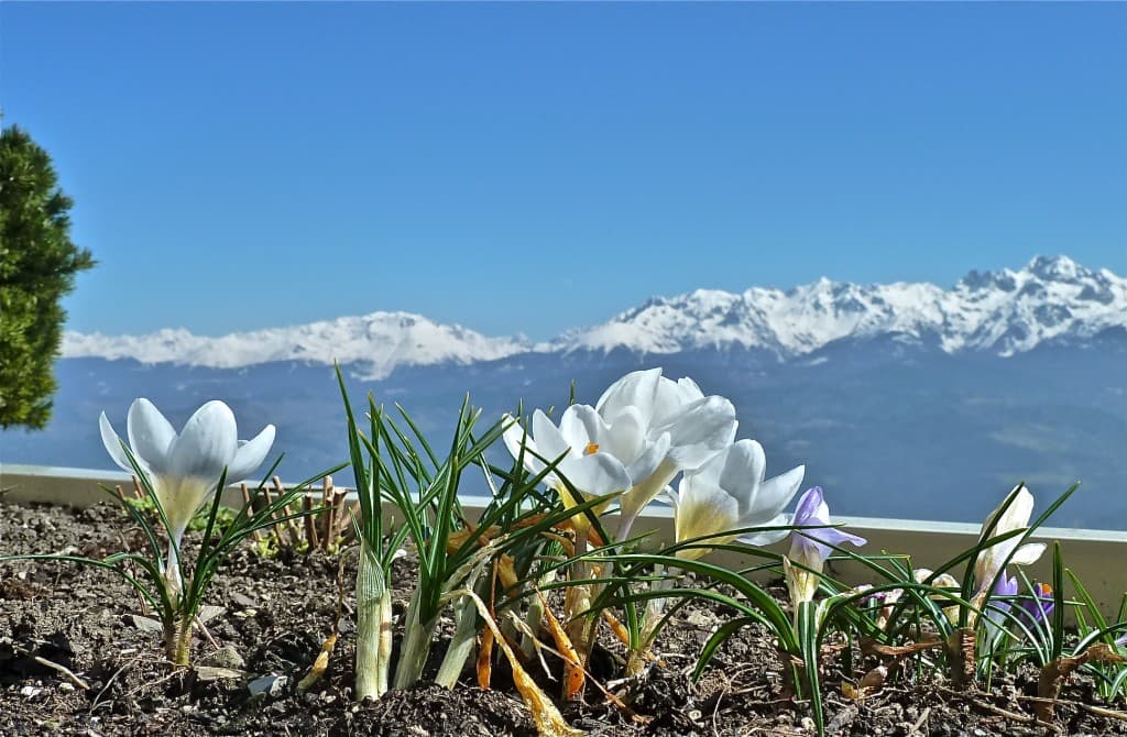 Soleil printanier (M. Alter)