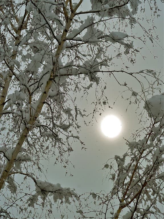 Timide percée (M. Alter)