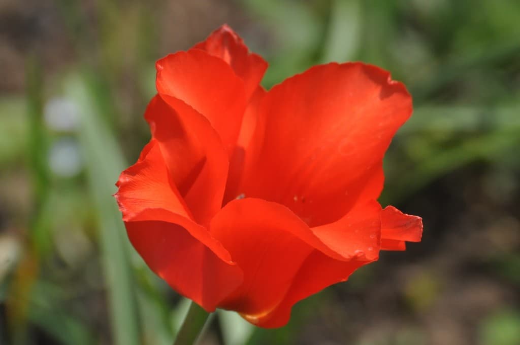 Tulipe printanière....