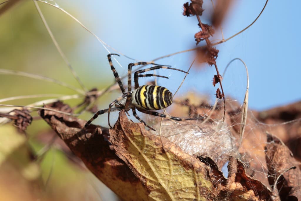 Voici une très belle araignée (EL)