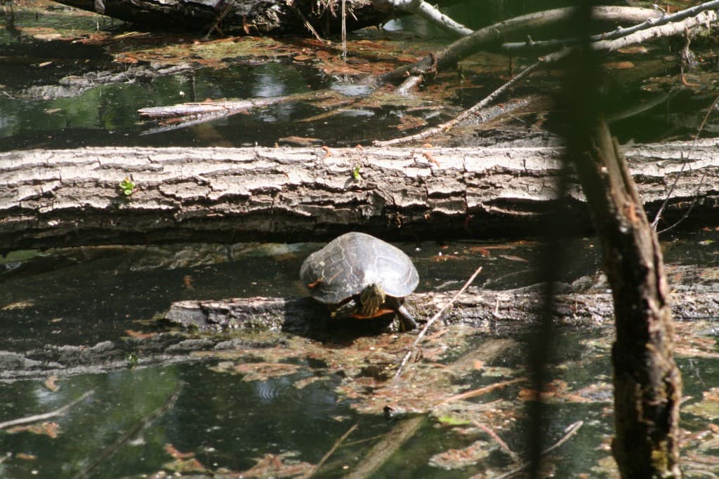 A chacun son bain de soleil(N.M)