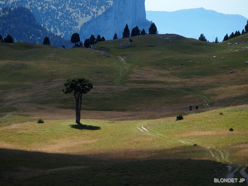 Arbre Taillé Plaine de la Queyrie