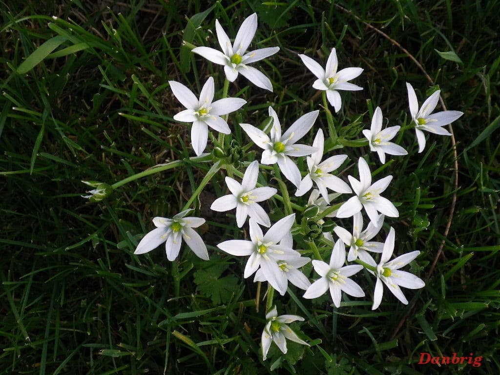 Aster en fleur