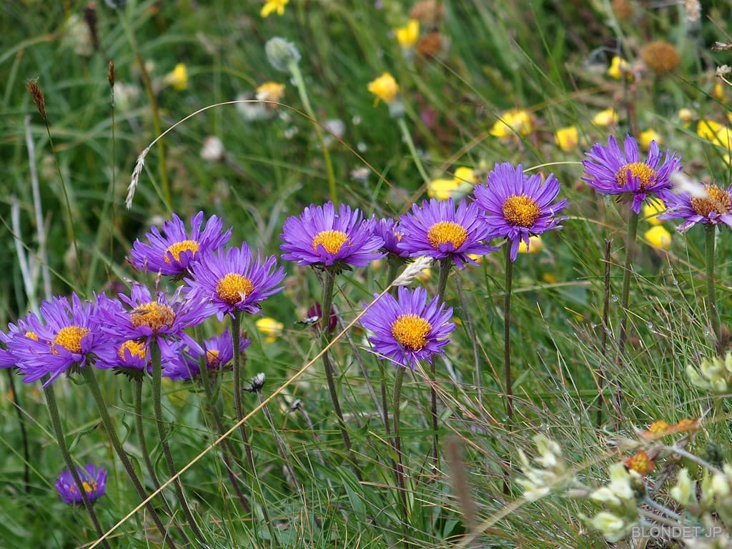 Asters