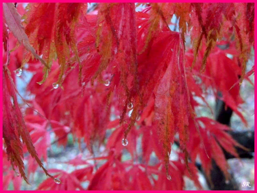 Automne pluvieux