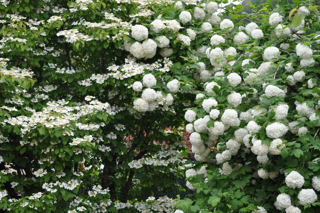 Blanc sur Blanc....!!!