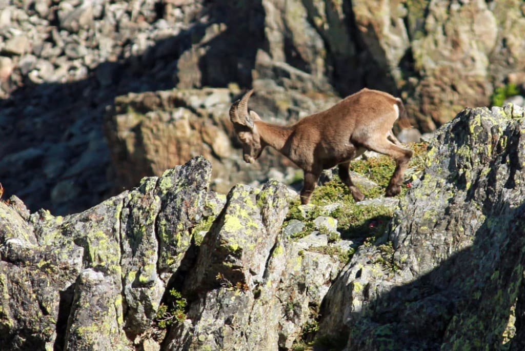 bouquetin dans Belledonne 