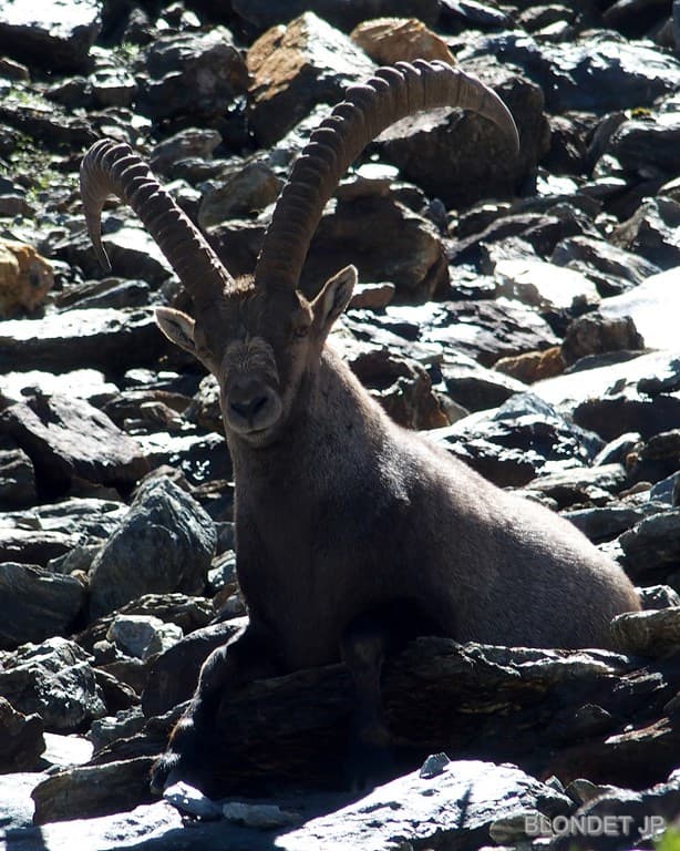 Bouquetin de Vanoise