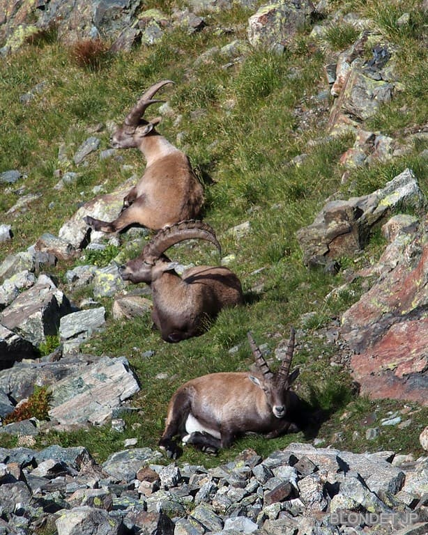 Bouquetins des Vans