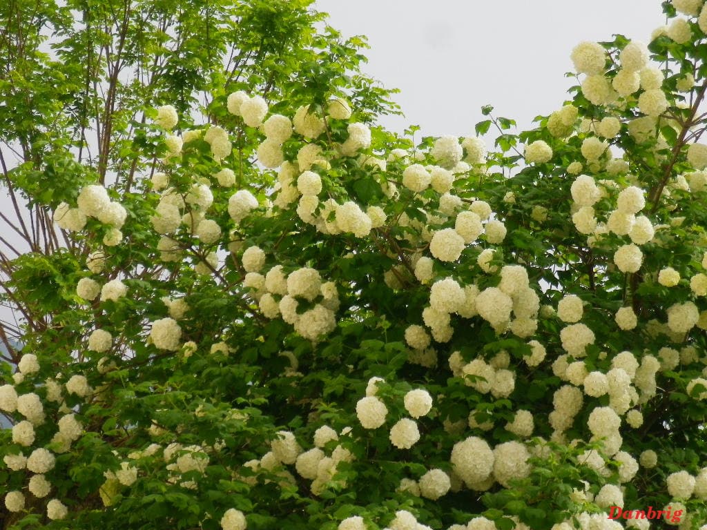 Buisson de boules de neige