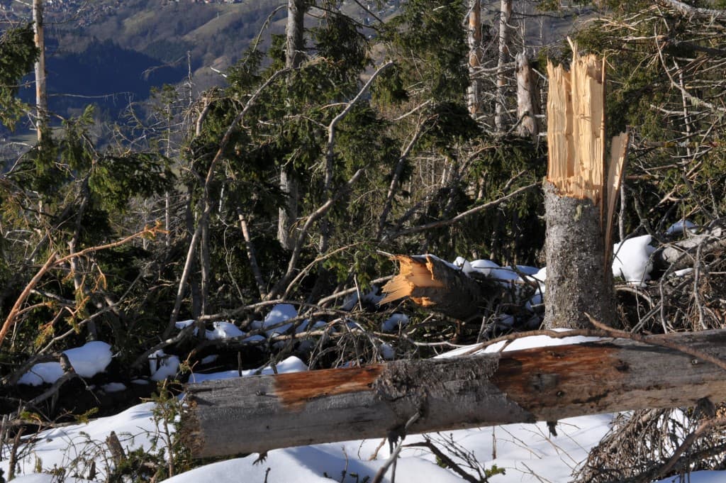Casse forestière aprés la tempête...