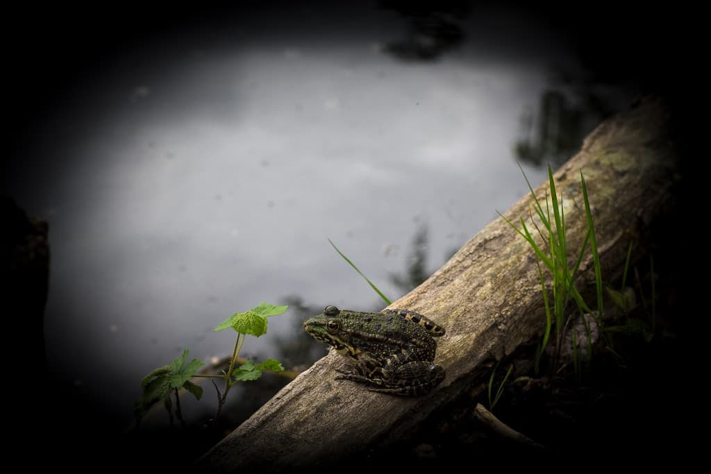 Ce soir il pleut a dit la grenouille (el)