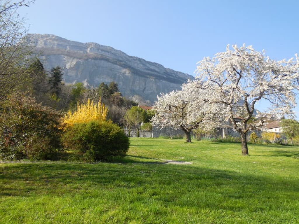 Cerisiers en fleur