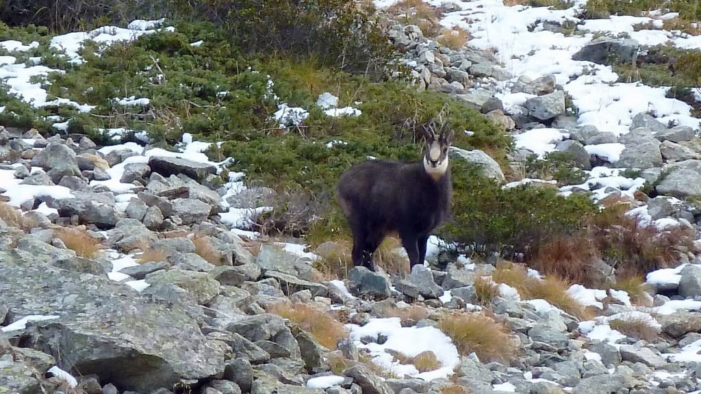 Chamois