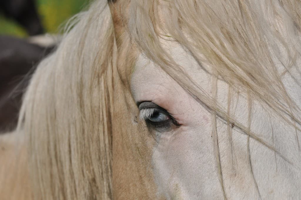 Cheval aux yeux couleur du ciel.. bleu!!!!